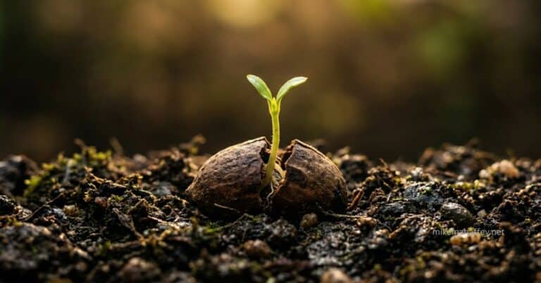 A cracked seed split open in dark rich soil with a single green shoot emerging upward toward warm golden light, capturing the Galatians 2:20 meaning of the old life giving way to new life in Christ.
