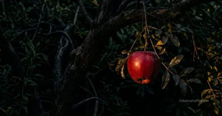 A single red apple hanging from a dark tree branch surrounded by deep shadows, representing the moment sin entered the world through Adam and Eve's disobedience in the Garden of Eden.