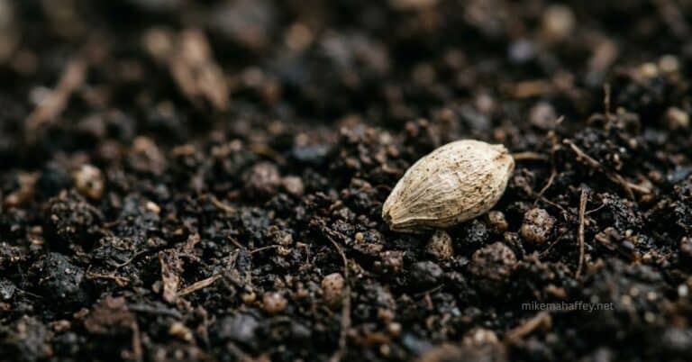 A single dry seed resting in dark open soil, natural light