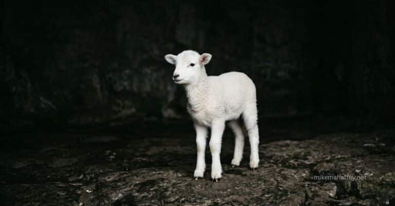 A lamb without blemish — representing why Jesus qualified as the final sacrifice