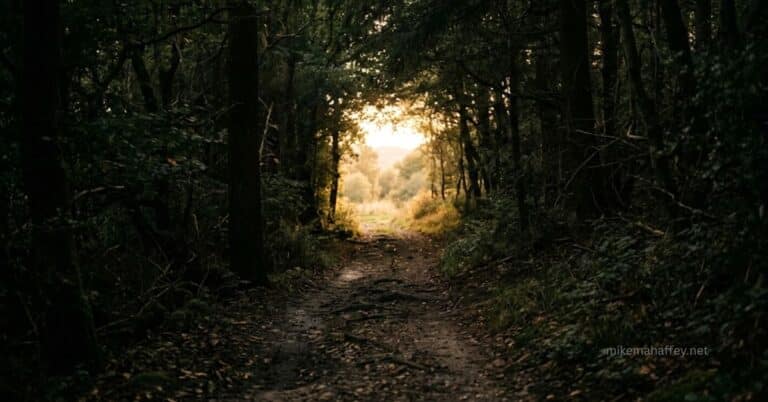 A worn path through a dark forest opening into warm golden light ahead.