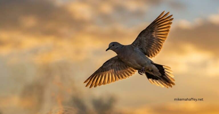 A dove with wings fully outstretched glides through a golden sunset sky, the same picture Scripture uses for the Spirit's descent on Christ.